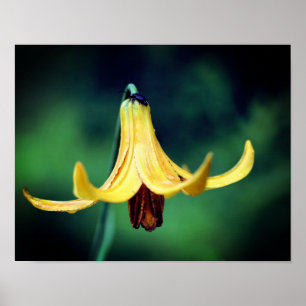 Wild Canada Lily With Firefly Insect  Poster