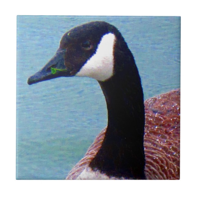 Wild Canadian Goose Tile (Front)