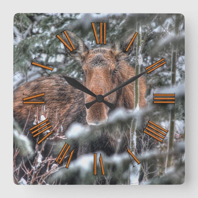 Wild Canadian Moose in Winter Forest Square Wall Clock (Front)
