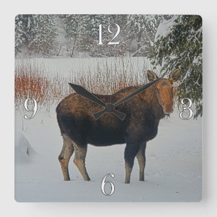 Wild Canadian Moose in Winter Snow IV Square Wall Clock