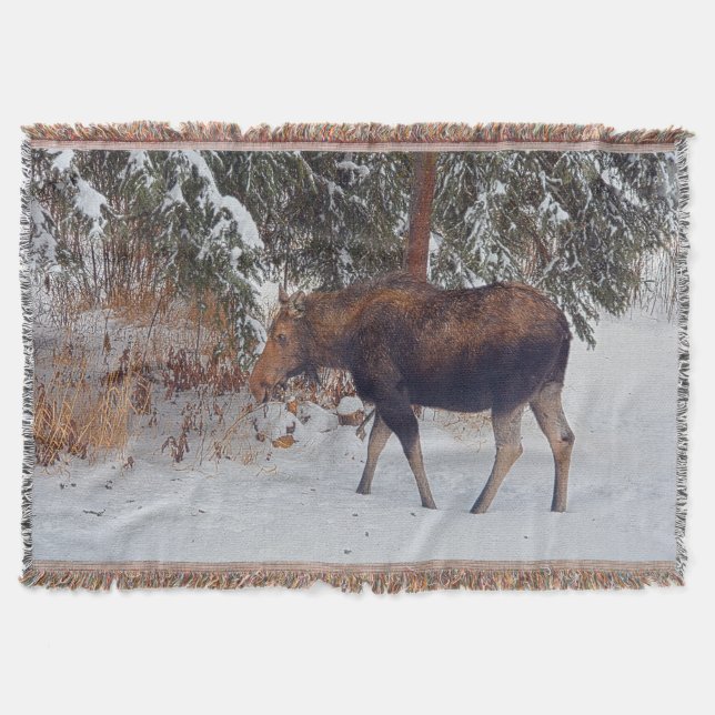 Wild Canadian Moose in Winter Snow IV Throw Blanket (Front)