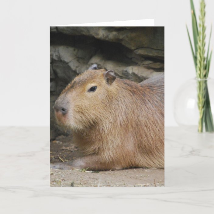 Wild Capybara Greeting Card Zazzle co uk