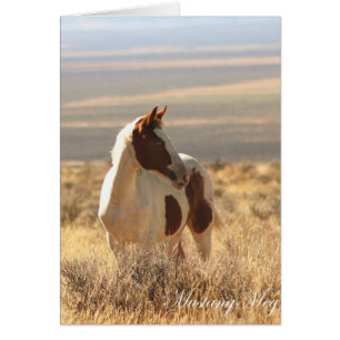 Wild Card~ Blue-eyed Little Mustang