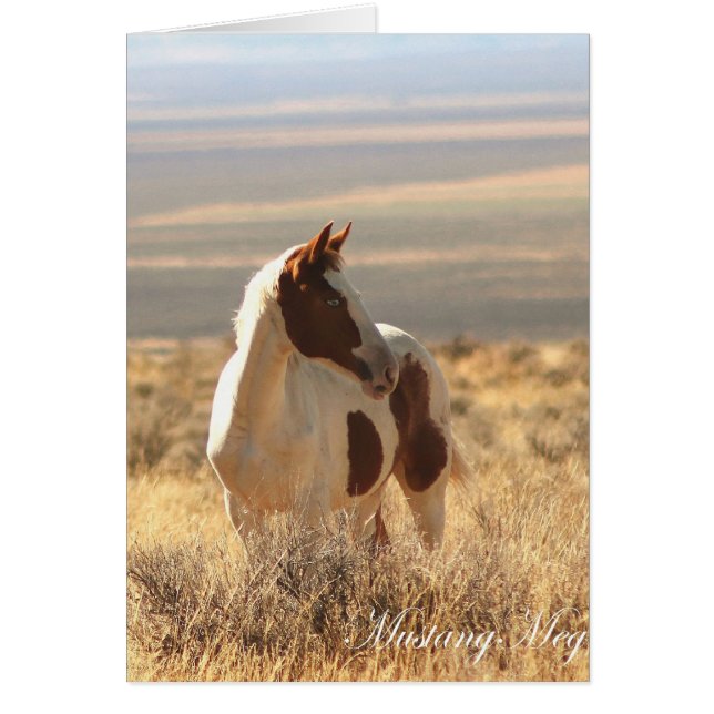 Wild Card~ Blue-eyed Little Mustang (Front)