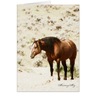 Wild Card~ Honour, Stallion of Steens