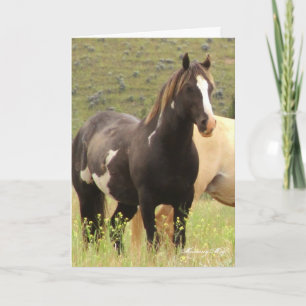 Wild Card~ Majesty, Band Stallion on Steens Card