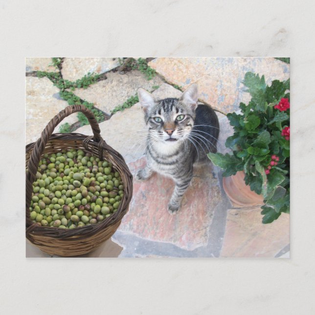 Wild Cat Kitten Giannino With Olive Chest Postcard (Front)