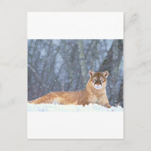 WILD CAT POSTCARD