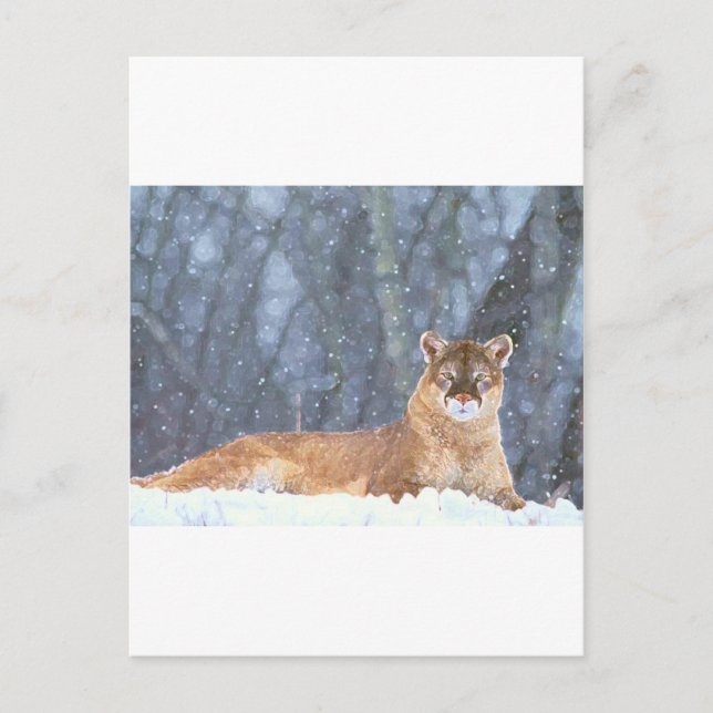 WILD CAT POSTCARD (Front)