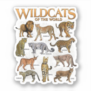 Wild Cats Animals of the World Educational Wild An