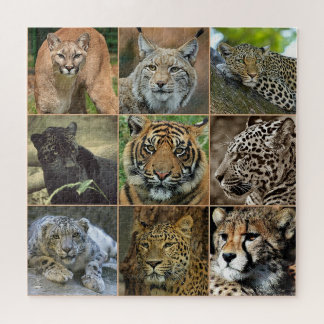 Wild Cats Photo Puzzle