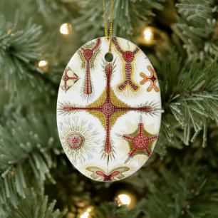 Wild Chamomile by Ernst Haeckel, Vintage Nature Ceramic Tree Decoration