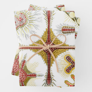 Wild Chamomile by Ernst Haeckel, Vintage Nature Wrapping Paper Sheet