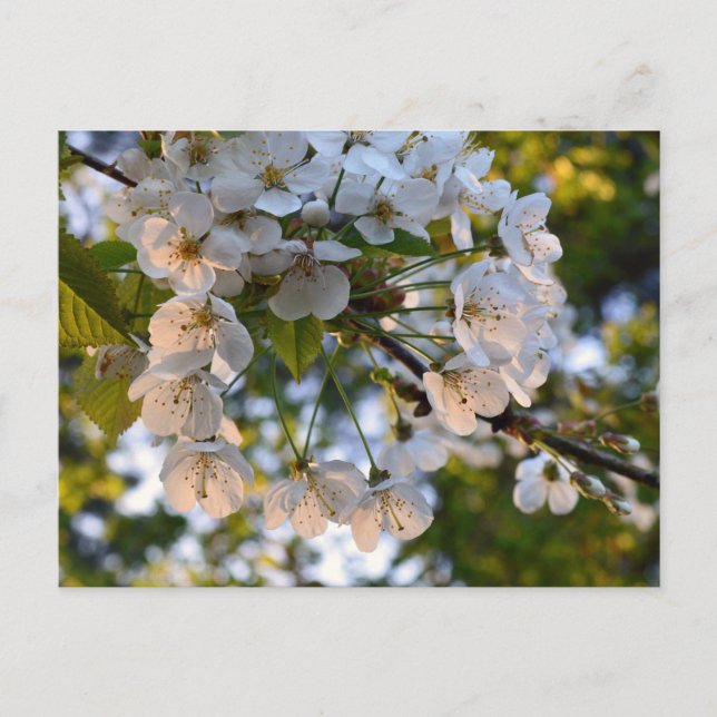 Wild Cherry Blossom Postcard (Front)