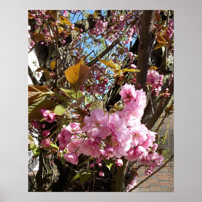 Wild Cherry pink Blossom Tree Poster (Front)