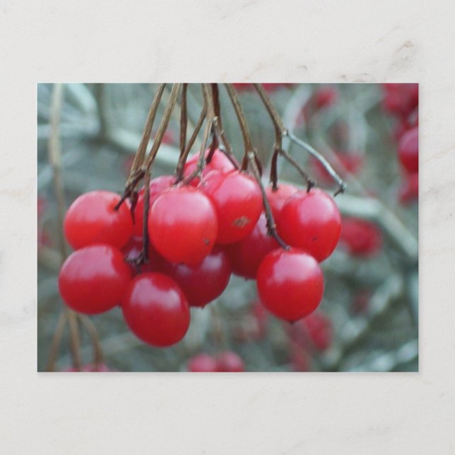 Wild Cherry Postcard (Front)
