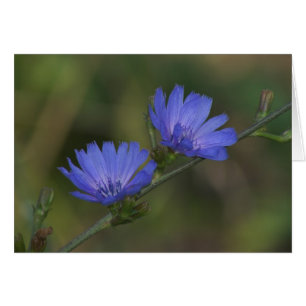 Wild Chicory