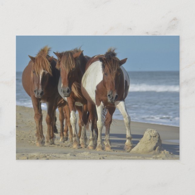 Wild Chincoteague Ponies, Assateague Island Beach Postcard (Front)
