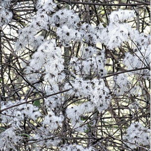 WILD CLEMATIS POSTCARD