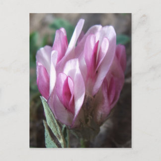 Wild Clover, Colorado Rockies Postcard