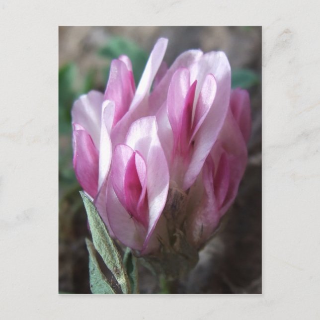 Wild Clover, Colorado Rockies Postcard (Front)