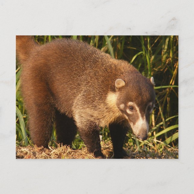 Wild Coati Mundi Postcard (Front)
