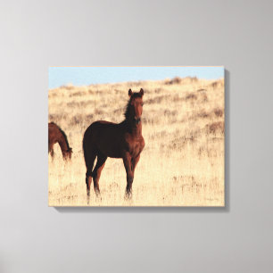 Wild Colt Canvas