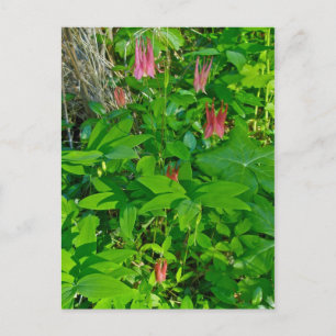 Wild Columbine & Solomon's Seal Postcard
