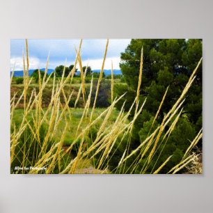 Wild Country Grass Poster
