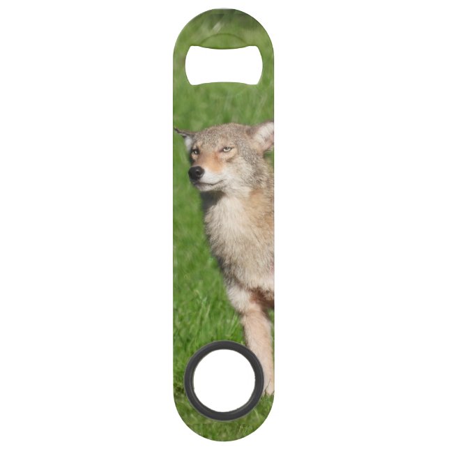Wild Coyote (Back)