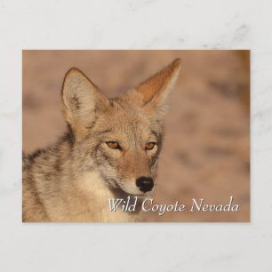 Wild Coyote in Nevada desert Postcard