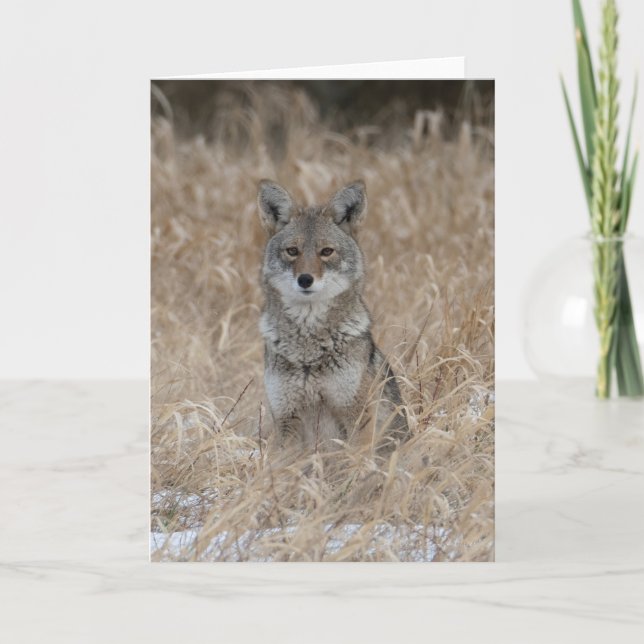 Wild Coyote Thank You Card (Front)