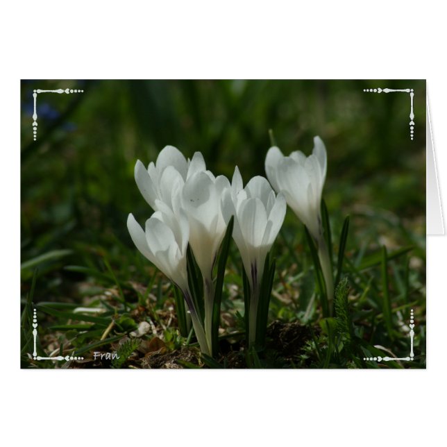 wild crocuses (Front Horizontal)
