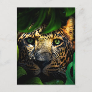 Wild Curiosity: Jaguar Lurking in the Jungle Postcard