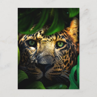 Wild Curiosity: Jaguar Lurking in the Jungle Postcard