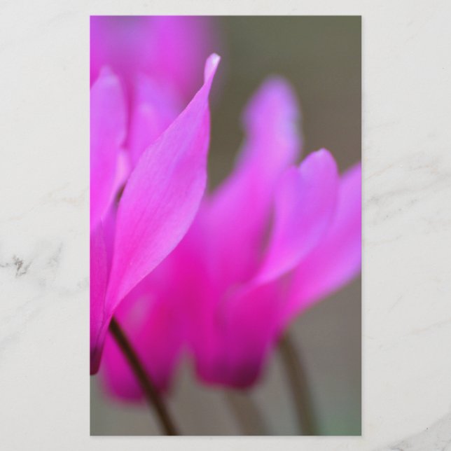 Wild Cyclamen Macro Stationery (Front)