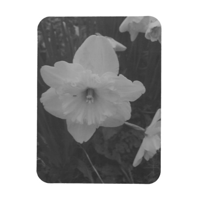 Wild Daffodil Magnet (Vertical)