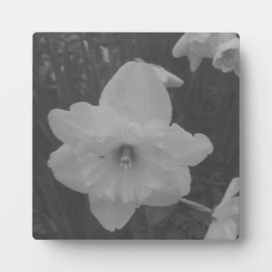 Wild Daffodil Plaque
