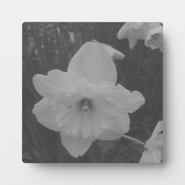 Wild Daffodil Plaque (Front)