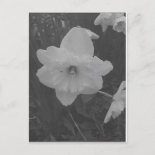 Wild Daffodil Postcard