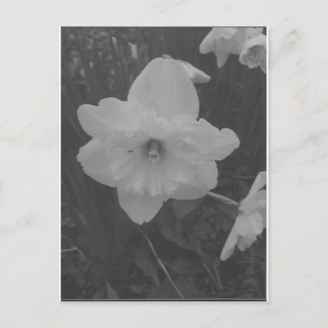 Wild Daffodil Postcard (Front)