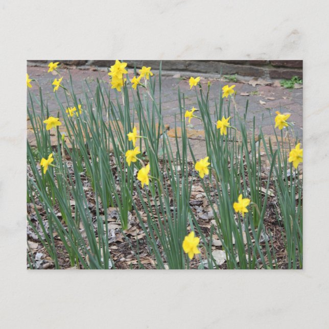 Wild Daffodils Postcard (Front)