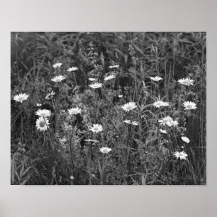 Wild Daisies Flower Black White Print