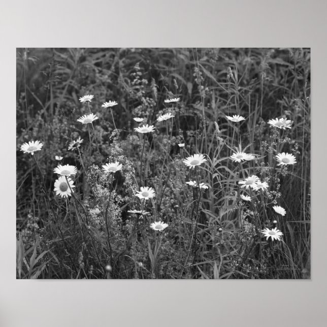 Wild Daisies Flower Black White Print (Front)