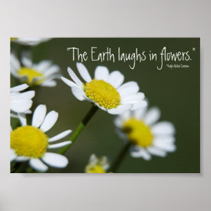 Wild Daisies Poster