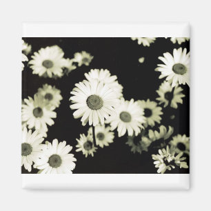 Wild Daisies, taken on Mackinac Island, Michigan Magnet
