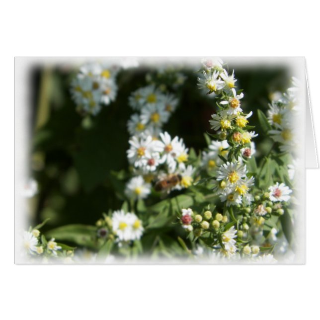 Wild Daisy Fleabane Flower Blank (Front Horizontal)
