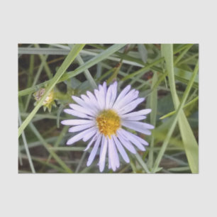wild daisy flower tissue paper