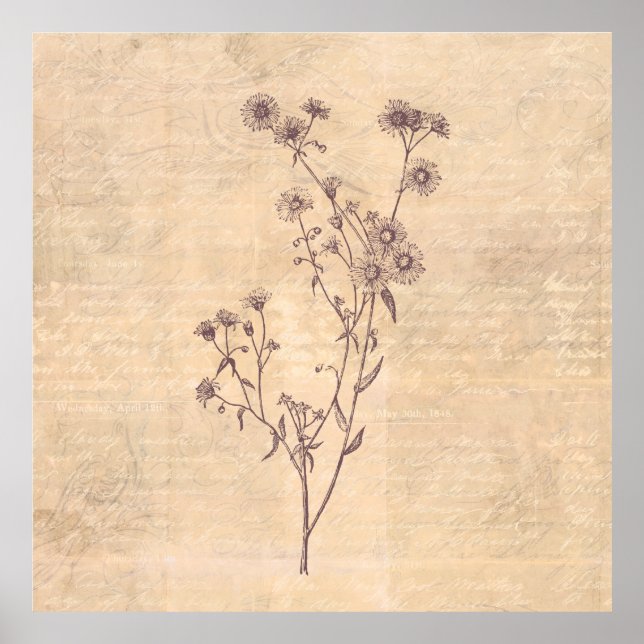 Wild Daisy Flower Wildflower Antique Script Paper Poster (Front)