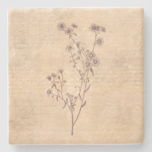 Wild Daisy Flower Wildflower Antique Script Paper Stone Coaster